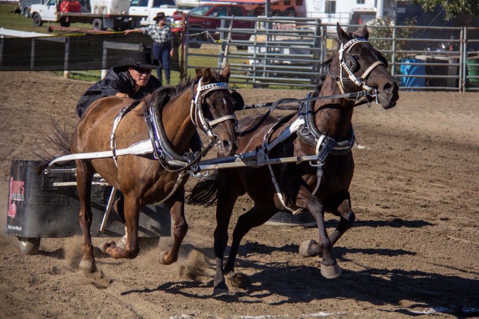 Carter Wildcat accelerates through the track during the chariot races at the Millarville Chucks, Chariots, and Bulls on Sept. 7. 