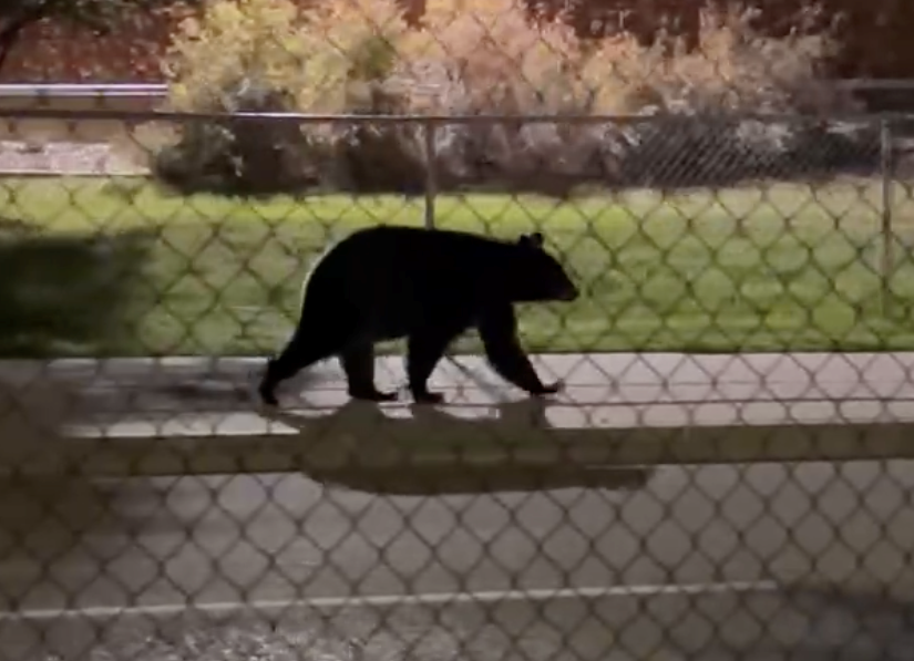 Alberta Fish and Wildlife responded after a black bear was spotted walking through the Westmount neighbourhood and by Westmount School in Okotoks on Sept. 18 at approximately 2:30 a.m. by Leslee Horniachek.