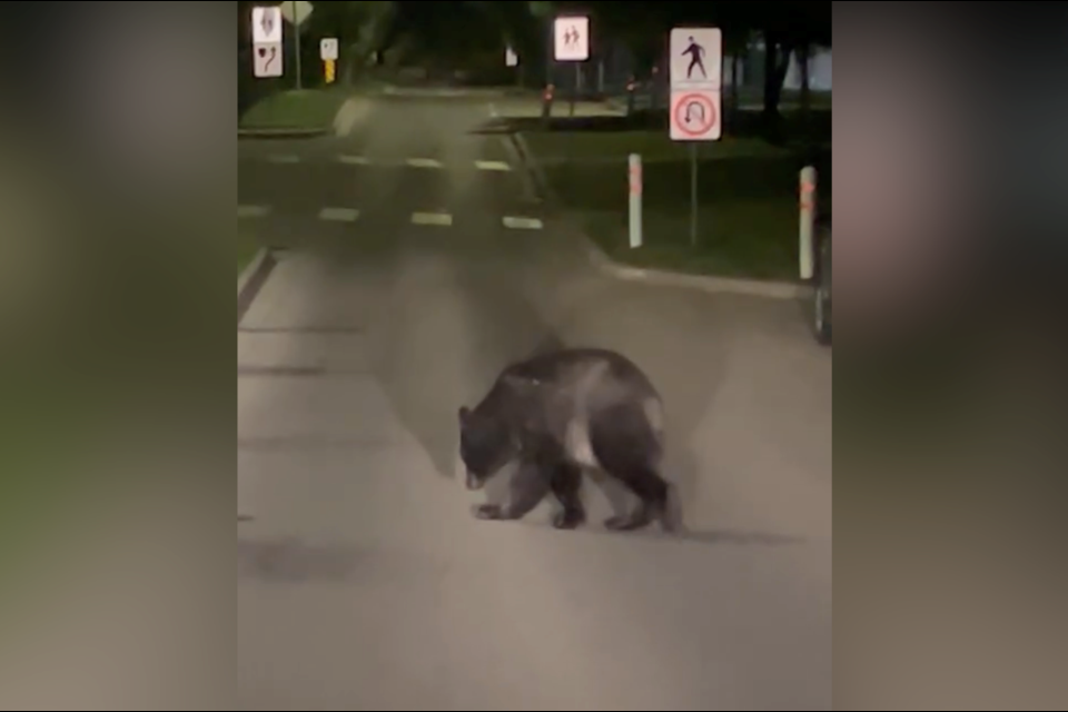 A black bear was filmed roaming through the Westmount community in Okotoks at approximately 2:30 a.m. by Leslee Horniachek.