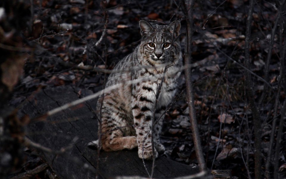 bobcat-wild-cat-2024