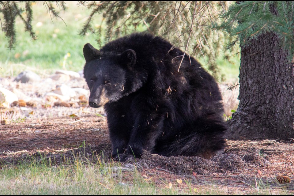 A black bear was seen on a rural property near Cayley in Foothills County on Oct. 9.