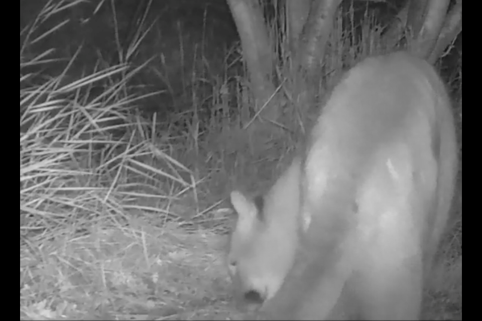 A cougar was filmed roaming through Okotoks' Sheep River Park by the disc golf course at approximately 6:32 a.m. on Oct. 2.