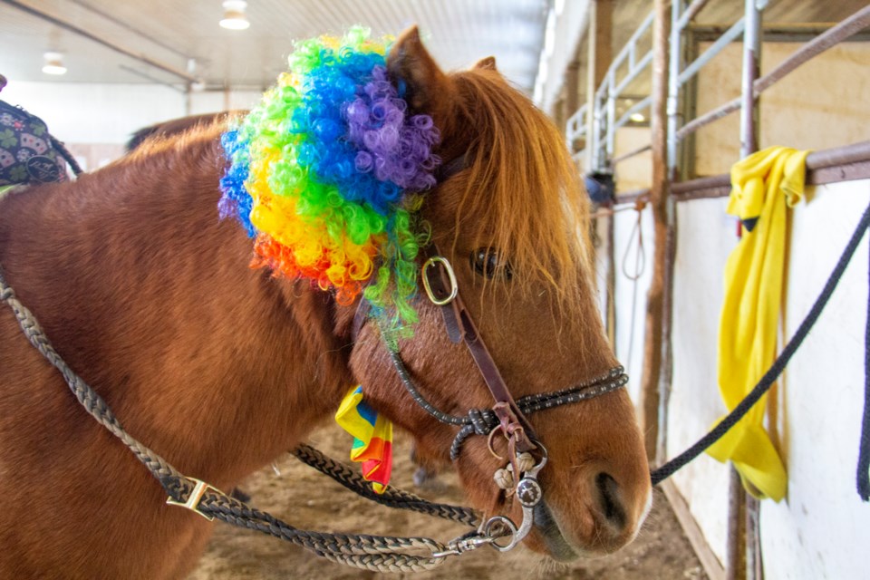 A pony wears a clown costume for Halloween during the High River Fall Junior Rodeo at the High River Agricultural Society on Oct. 26.