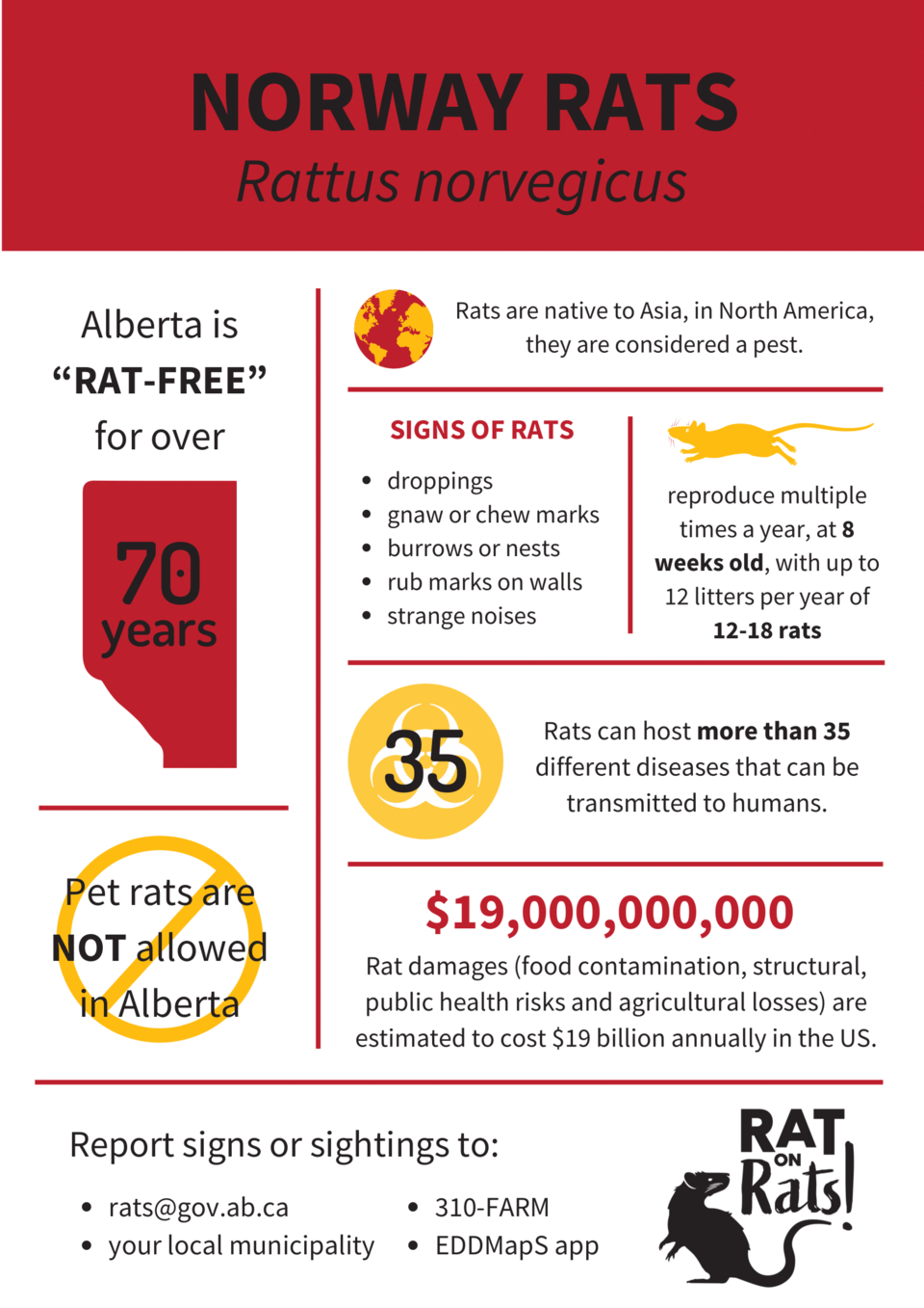 rat-on-rats-alberta-government-2024-1