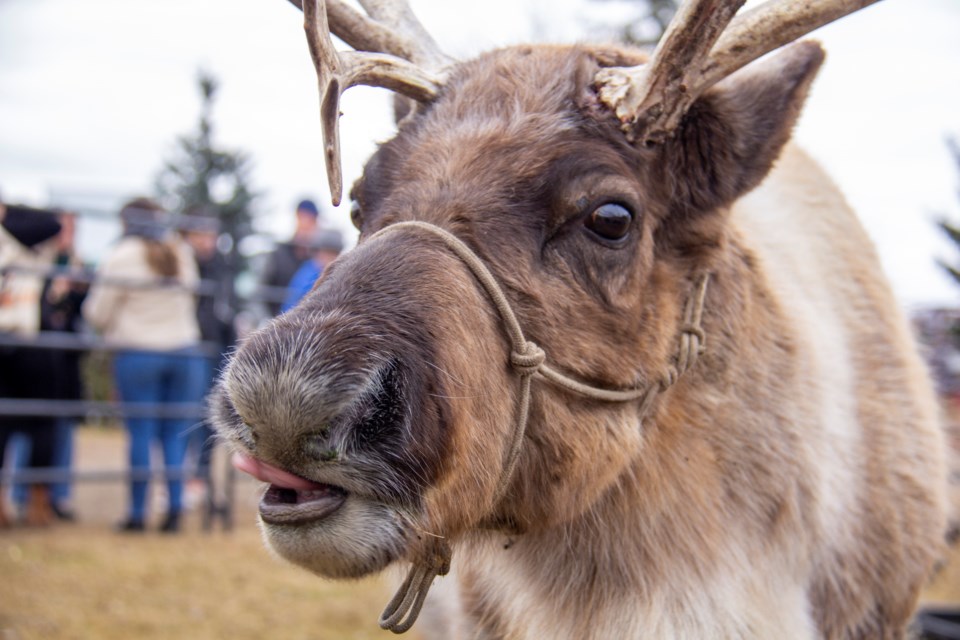 Santa's reindeer were a hit with visitors at the Millarville Christmas Market.