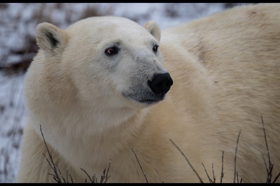 Churchill, Manitoba is known as the polar bear capital of the world, which brings in vital tourism dollars.