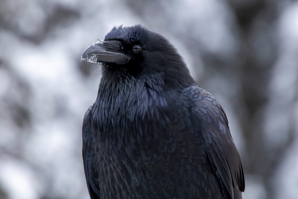 common-raven-calgary-alberta-foothills-bird-2024