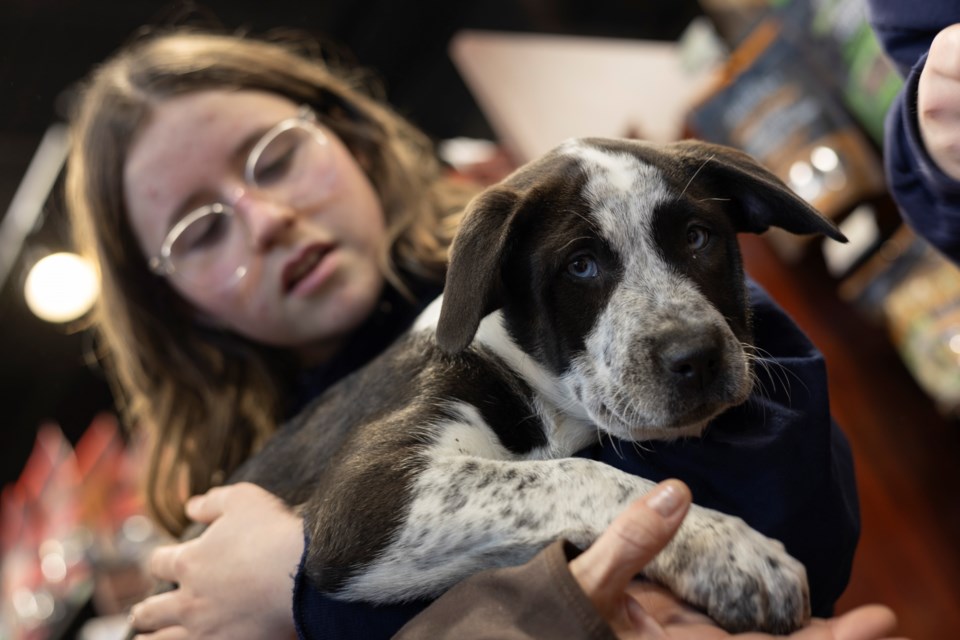 Norah Clorey holds up Diamond during the Pound Rescue "Home for the Holidays" adoption event at Pet Valu in Okotoks on Dec. 14.