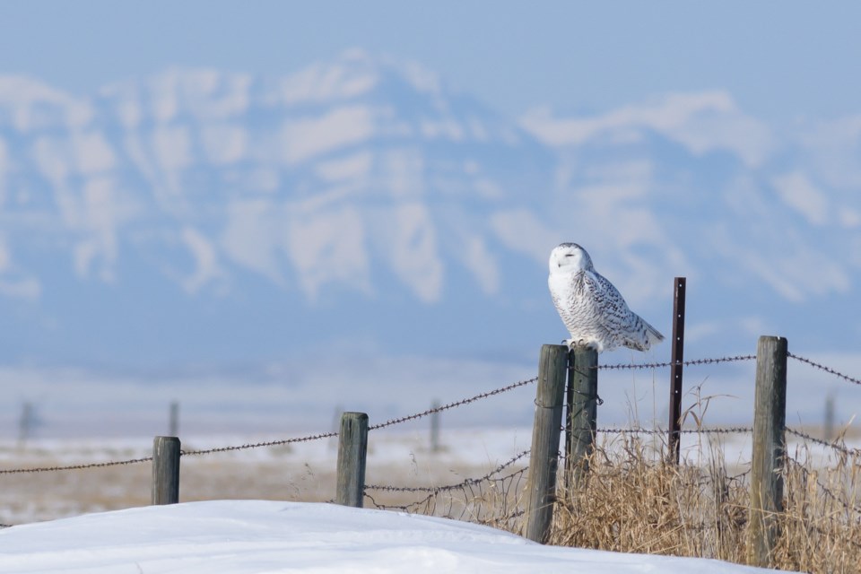 snowy-owl-1_7207650web