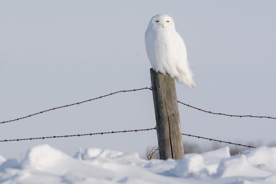 snowy-owl-2_dsc5115web