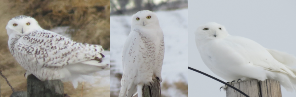 snowy-owl-western-wheel-2024-2