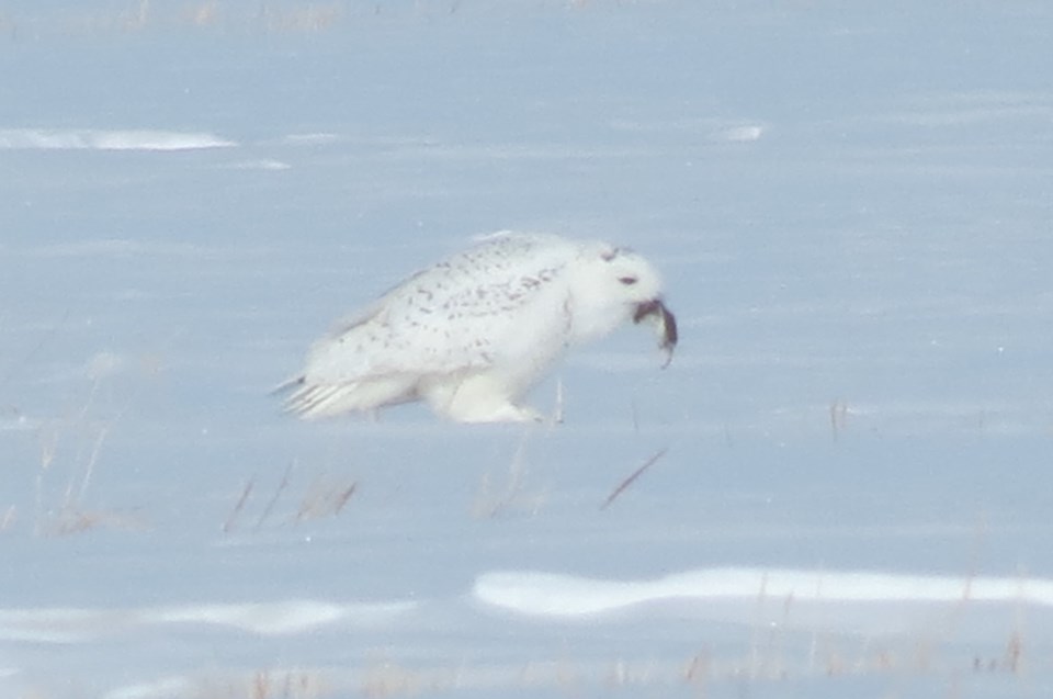 snowy-owl-western-wheel-2024-3