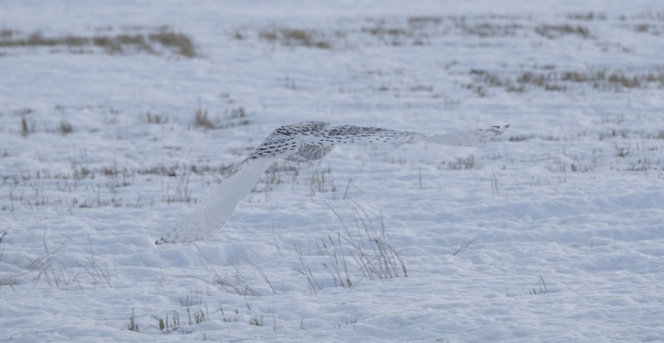 snowy-owl-western-wheel-2024