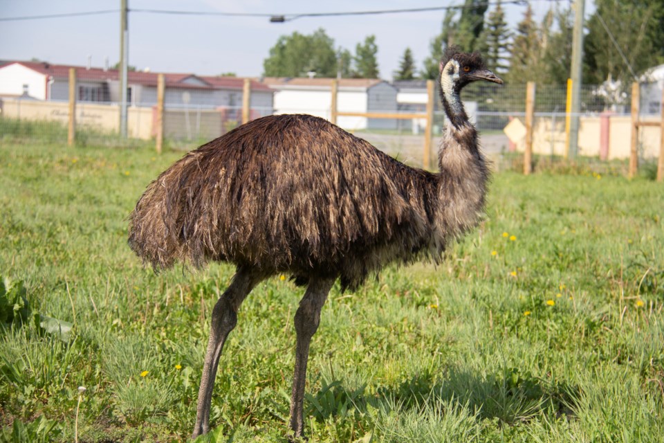 Keith the emu, captured near DeWinton on June 19, at Cobb's Adventure Park on June 29.