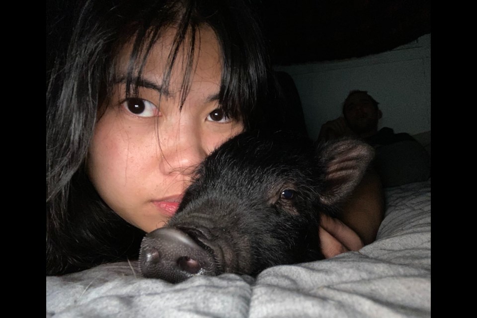 Willie the emotional support pig has helped Longview resident Paola Jumilla with her anxiety since 2020.