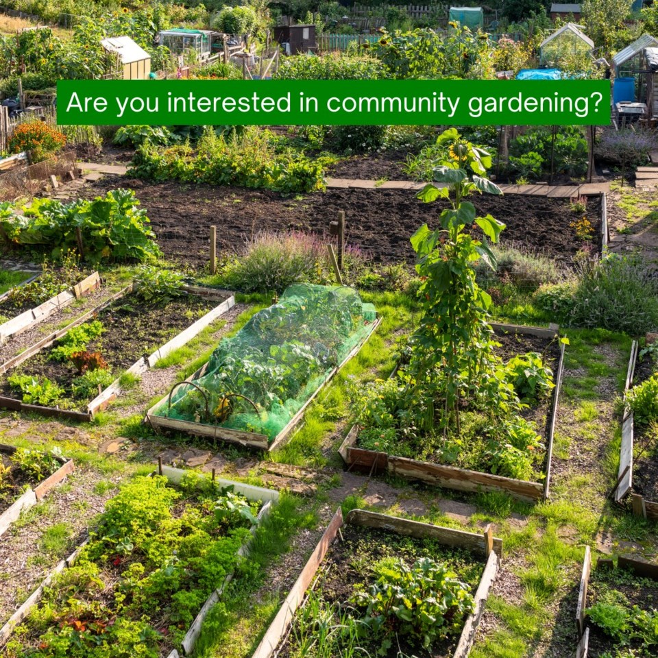 news-community-gardens