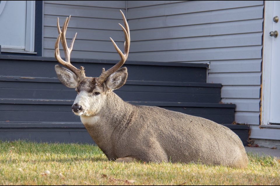 A large mule deer resting in front of an Okotoks home. While this buck is healthy, many living in urban areas are susceptible to serious injuries.