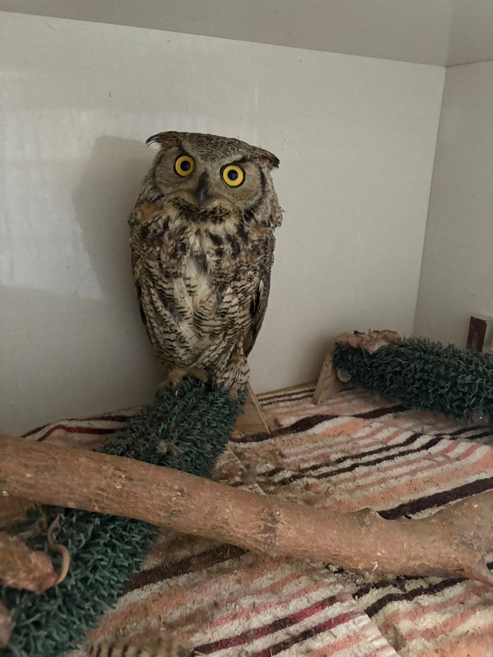 great-horned-owl-3-days-after-intake-in-kennel-jan-15-1