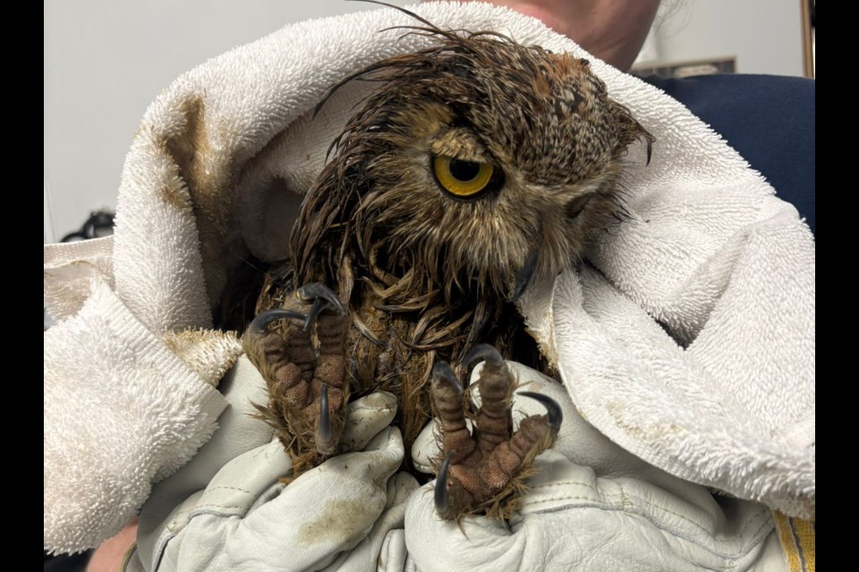 A great horned owl pictured at the Alberta Institute for Wildlife Conservation clinic on Jan. 12 after being rescued from a pile of cow manure in Picture Butte.