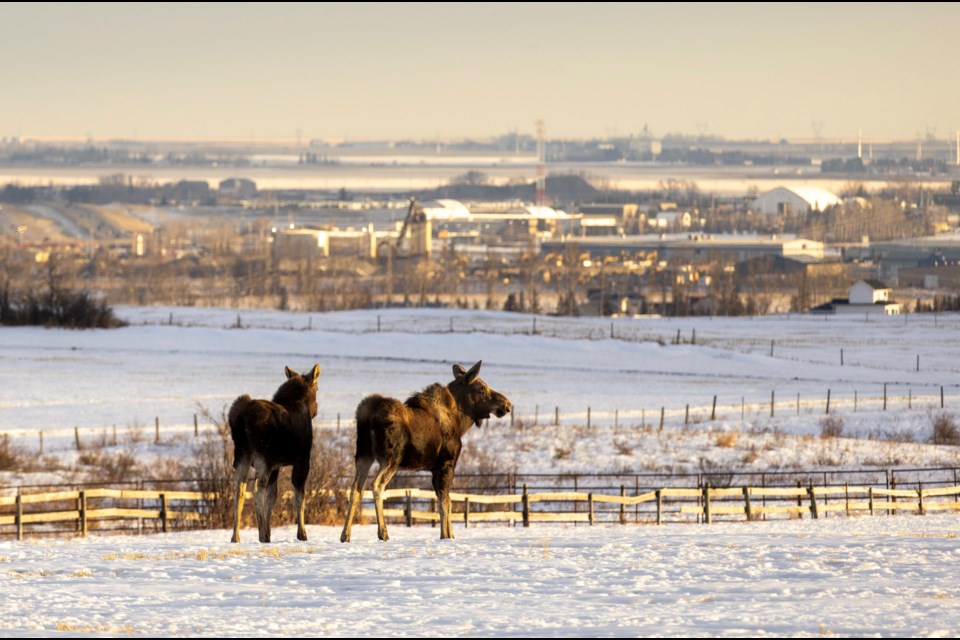 Four moose were photographed on the northeastern edge of Okotoks on Jan. 23.