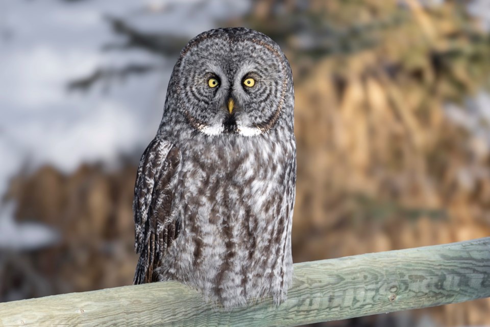 Great grey owl sightings in central and southern Alberta have spiked this winter in an invasion, or irruption, caused by weather conditions and food availability.