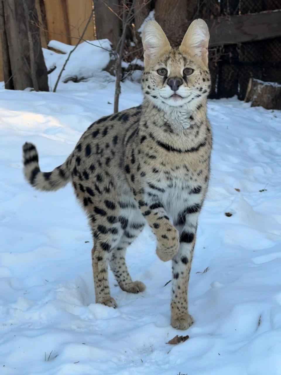 news-serval-cat-wild-okotoks-2025