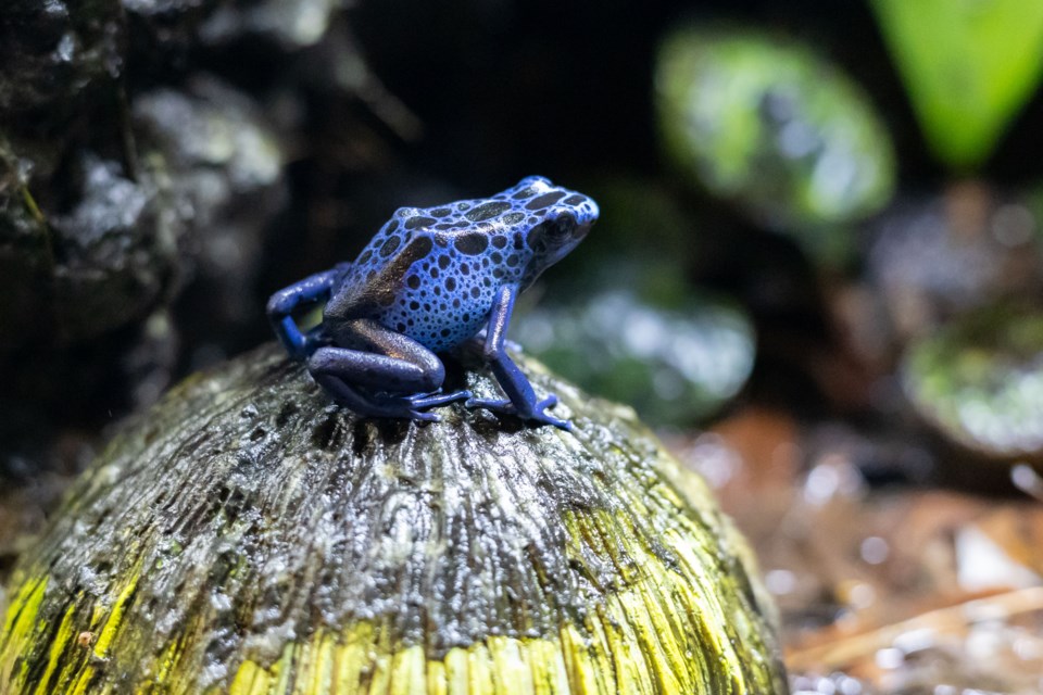 news-okotoks-herpetology-reptiles-2025-11