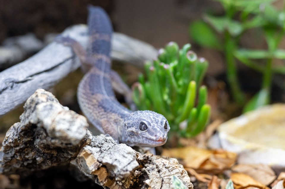 news-okotoks-herpetology-reptiles-2025-12