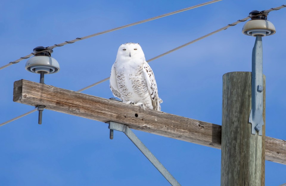 snowy-owl-rvc-alberta-2025