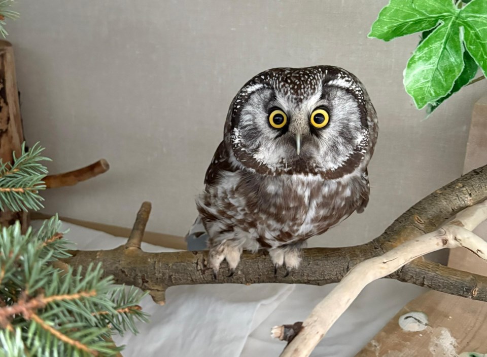 boreal-owl-in-care_march_4_2025