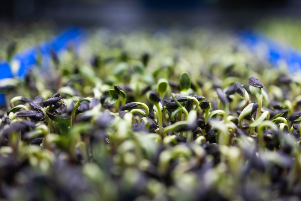 FM Microgreens BWC 0005 web