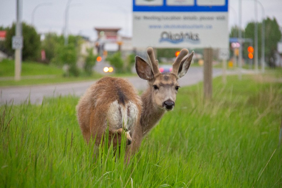 A three-legged mule deer buck by Southridge Drive in Okotoks on June 8.