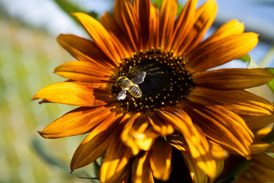 A bumble bee browses the Okotoks Community Garden.