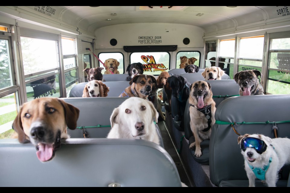 The Escape to the Country Pup Bus has garnered the Foothills kennel a massive social media following. (Katie Michailuck Photo)