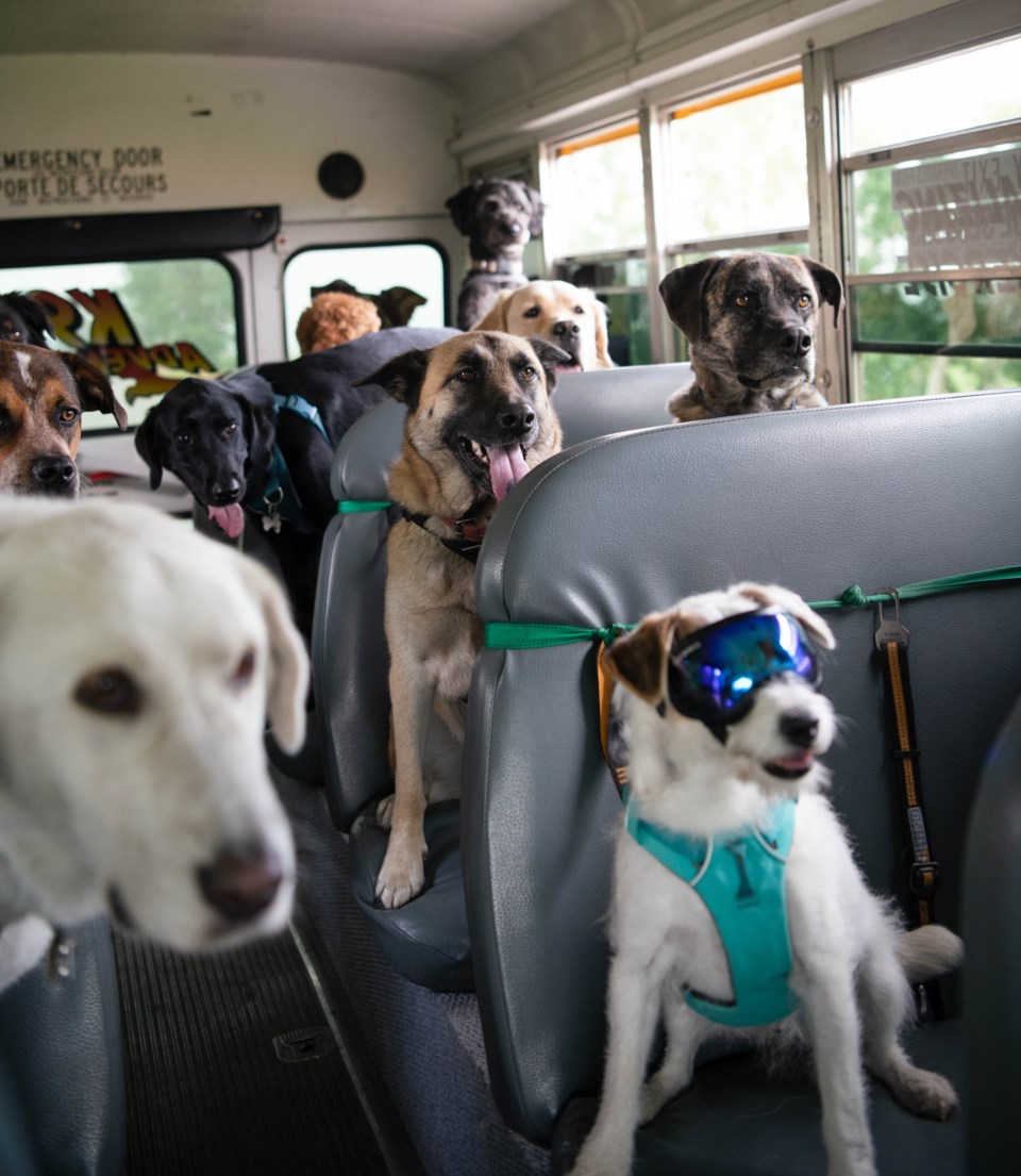 pup-bus-group-002