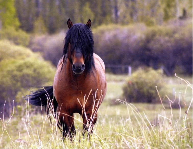 Lynn Westgate&#8217; s photo of a wild horse near Sundre, which was taken two or three years ago.