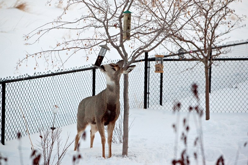 A mule deer snacks on a bird feeder in an Okotoks backyard. The Town will be seeking public input on how to manage the urban deer.