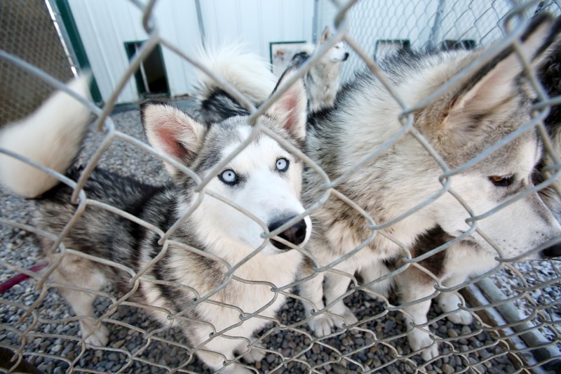 Siberian huskies rescued from a Milk River property greet visitors at Heaven Can Wait Animal Rescue near High River on March 3.