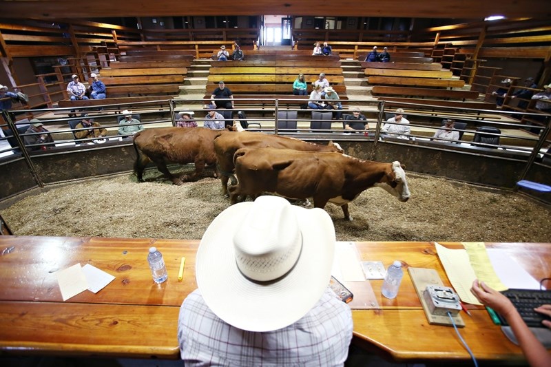 Cows are auctioned off for the final time at the Highwood Livestock Auction between Okotoks and High River on July 6. The property has been sold to Calgary Public Auction,