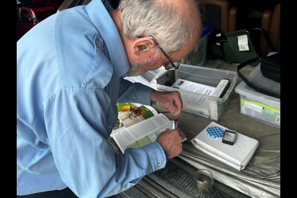 Local naturalist Bob Bowles pinning a European hornet specimen for educational purposes in the future. 