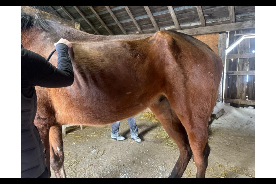 The issue of equine neglect in Ontario has once again come to the forefront with the horrifying revelations from a farm in Oro-Medonte, where horses have allegedly been suffering under inhumane conditions