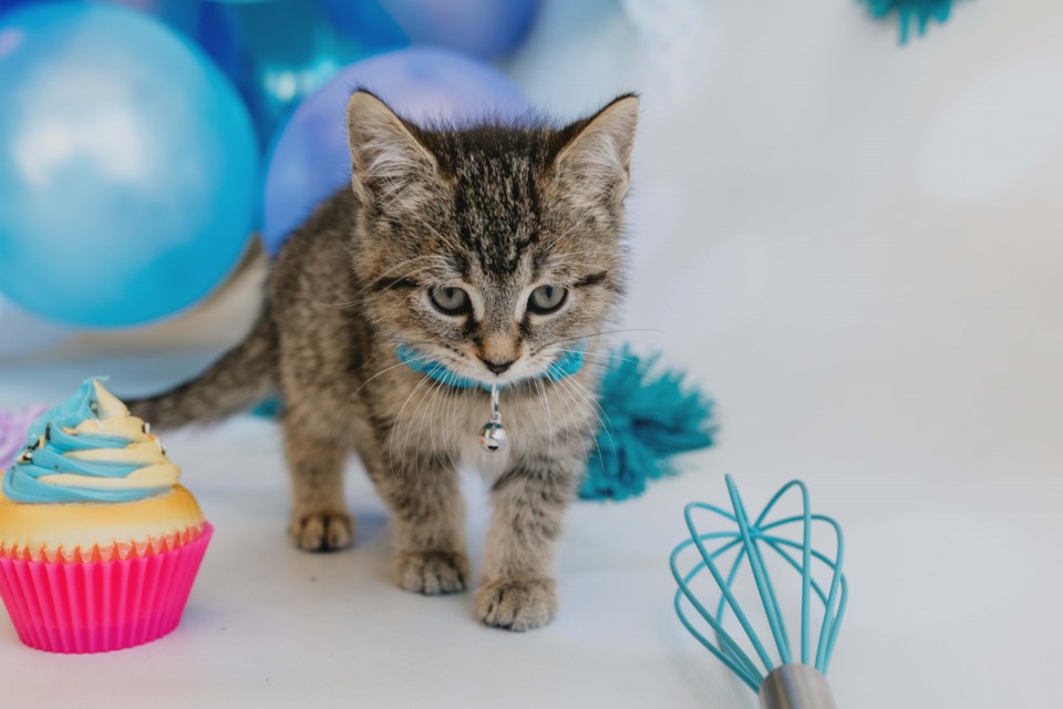 The Ontario SPCA and Humane Society is rallying all cupcake heroes to enjoy a cupcake today and donate to raise some dough to help animals in need