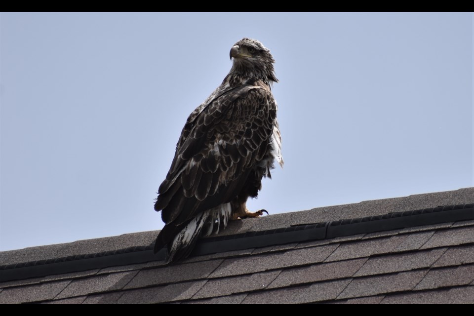 This bird attracted a lot of attention Tuesday. Dave Dawson/OrilliaMatters