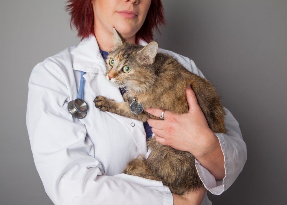 2022-06-14-cat-veterinarian