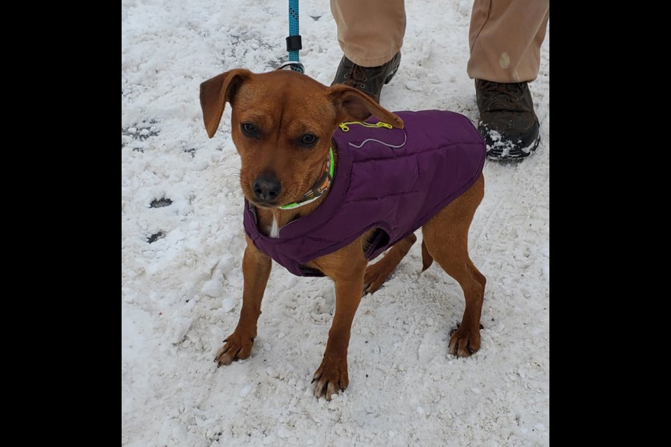 Ontario humane society sales dogs for adoption