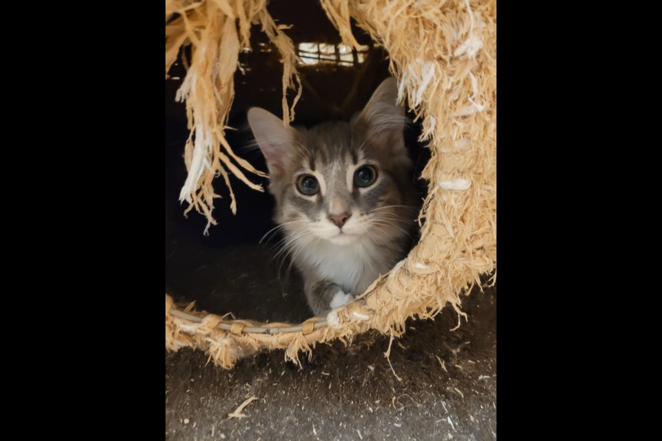 How to make food puzzles for your cat - Ontario SPCA and Humane