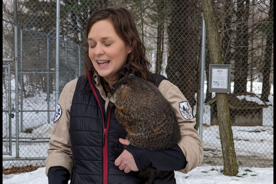 Caddyshack, the resident groundhog at Speaking of Wildlife in Severn Township, did not see his shadow this morning, predicting an early spring. Above, the sanctuary's owner, Krystal Hewitt, holds Caddyshack.