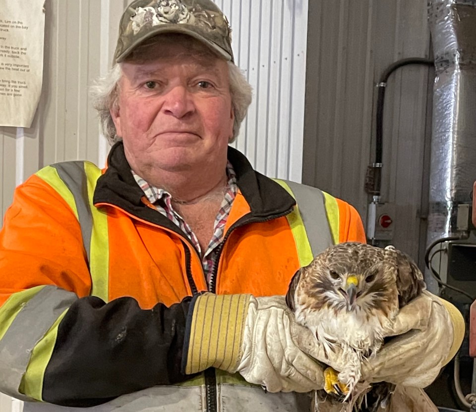 2025-02-09-hawk-rescued-at-landfill