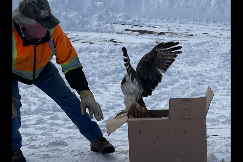 David Doyle releases a red-tailed hawk that he helped Ken MacDonald rescue. It flew away to freedom after being released where it was rescued: at Kitchener Park.