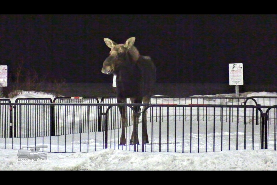 A moose made its way on to the Casino Rama property Monday evening. It was removed Tuesday.